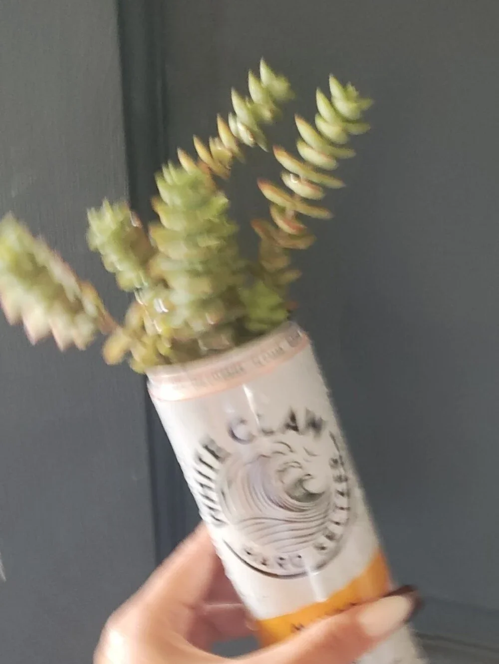 Seltzer Can Planter with Green Succulent